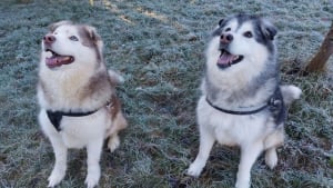 Illustration : 2 Malamutes d’Alaska qui vivaient en totale autonomie dans un champ apprennent à être des chiens de famille avant d’être adopté