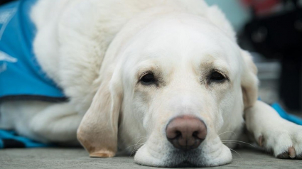 Illustration : Une sexagénaire aveugle ne peut pas avoir de chien guide à cause de l'état du trottoir devant chez elle