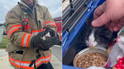 Illustration : Les pompiers tentent de sauver un chaton piégé dans un conduit en utilisant une caméra radiocommandée