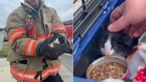 Illustration : Les pompiers tentent de sauver un chaton piégé dans un conduit en utilisant une caméra radiocommandée