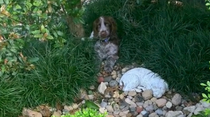 Illustration : Ce chien fidèle s’allonge chaque matin sur la tombe de son défunt compagnon (vidéo)