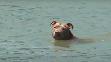 Illustration : Cette chienne rejoint la rive en nageant plusieurs kilomètres après être tombée du bateau de son maître