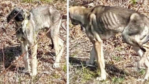 Illustration : La providence envoie à une chienne squelettique une bénévole déterminée à lui sauver la vie