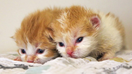 Illustration : 2 chatons orphelins nés de la même maman à quelques jours d’intervalle se retrouvent au refuge et ne se quittent plus