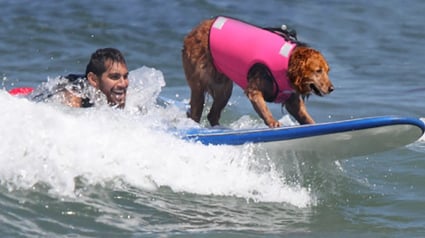 Illustration : Cette chienne d’assistance a récolté près d’un million d’euros pour une association caritative grâce à sa pratique du surf