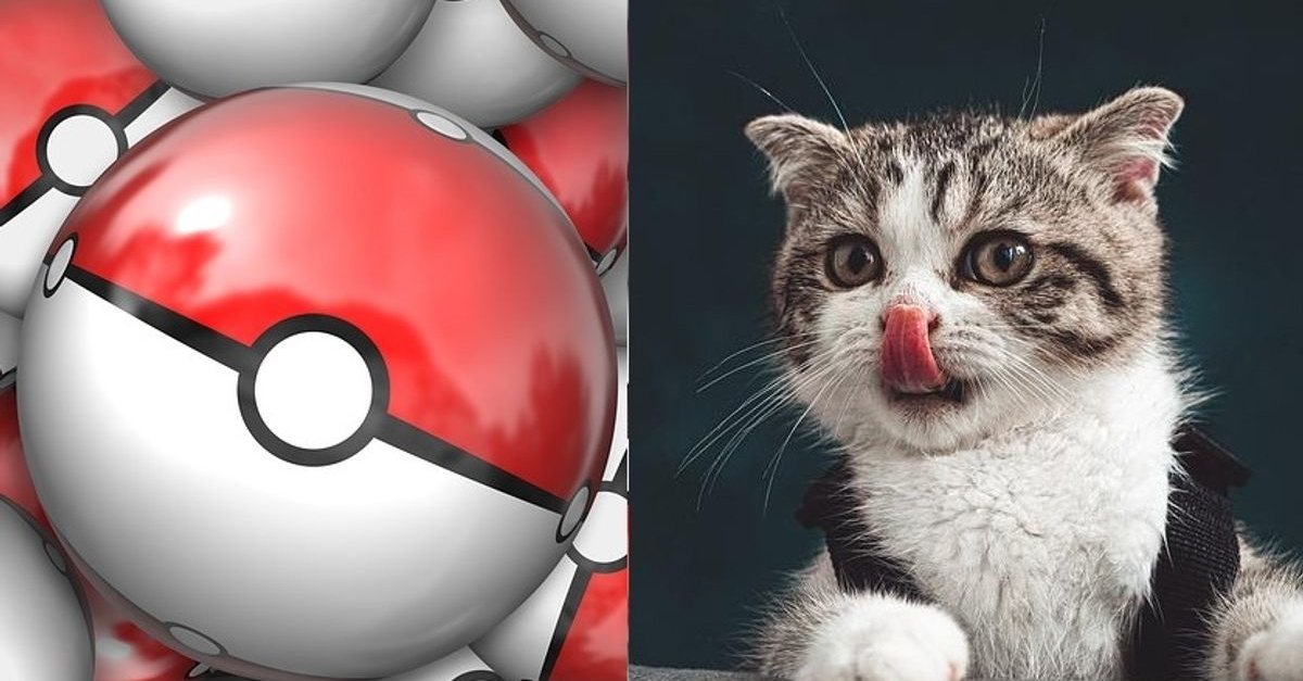 Noms Pour Chat Inspires De L Univers Pokemon