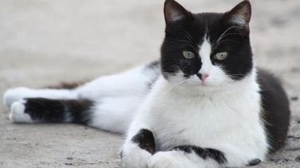 Illustration : Introuvable pendant 2 ans, une chatte est recueillie par une entreprise à plus de 50 km de chez elle avant qu’une visite vétérinaire ne révèle son passé