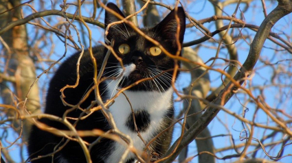 Illustration : Un chat bloqué dans un arbre pendant 4 jours et à 15 mètres de haut, les habitants se mobilisent pour le sauver