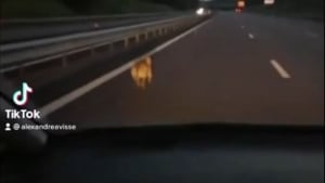 Illustration : Il voit un chien terrifié et désorienté courant au milieu de l'autoroute, et décidé d'intervenir