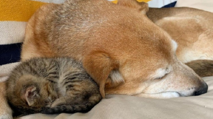 Illustration : 4 chatons orphelins trouvent un papa de substitution auprès du chien de leur famille d’accueil (vidéo)