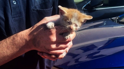 Illustration : Un chaton coincé dans le moteur d’une voiture dans l’Oise secouru après plusieurs heures de calvaire