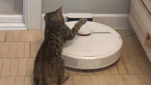 Illustration : Exaspéré par le robot aspirateur, ce chaton a décidé de le punir une bonne fois pour toutes (vidéo)