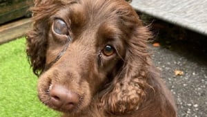 Illustration : Une jeune chienne maltraitée recueillie avec de multiples problèmes de santé se bat pour la vie