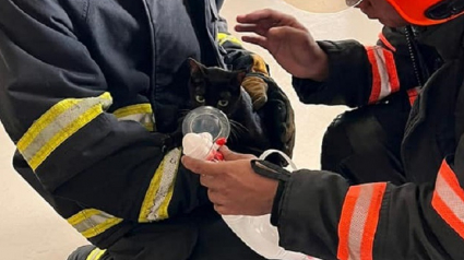 Illustration : 2 chats secourus d’un incendie et placés sous oxygène à Singapour