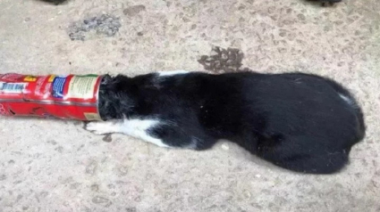 Illustration : Un chat se coince la tête dans une boîte de lait au chocolat durant plusieurs heures avant que les pompiers interviennent (vidéo)