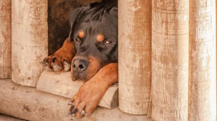 Illustration : 9 façons de garder la niche de votre chien au frais pendant les fortes chaleurs