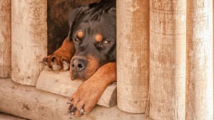 Illustration : 9 façons de garder la niche de votre chien au frais pendant les fortes chaleurs