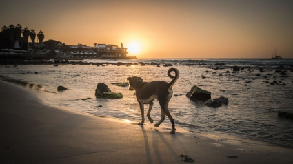 Illustration : 18 photos de chiens errants prises par un photographe globe trotter amoureux des canidés