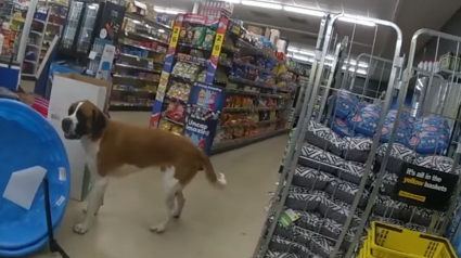 Illustration : Un chien d'une soixantaine de kilos s'invite dans un supermarché en pleine nuit, la police intervient (vidéo)