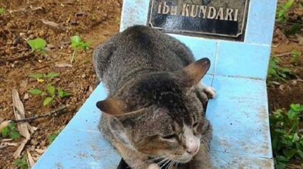 Illustration : Ce chat en deuil a passé plus d’un sur la tombe de sa propriétaire décédée