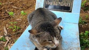 Illustration : "Ce chat en deuil a passé plus d’un sur la tombe de sa propriétaire décédée"