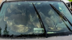 Illustration : Près de 50 chats découverts dans une voiture garée en plein soleil sur une aire de repos