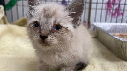 Illustration : Après avoir été jeté par la fenêtre d’une voiture, ce chaton est sauvé in extremis de la circulation