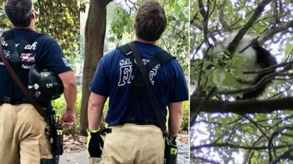 Illustration : Un chat craintif bloqué dans un arbre à 14 mètres du sol, les pompiers lui portent secours