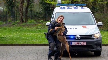 Illustration : Des Bergers Belges Malinois abandonnés se voient offrir une seconde chance au sein de la police de Liège