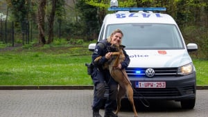 Illustration : "Des Bergers Belges Malinois abandonnés se voient offrir une seconde chance au sein de la police de Liège"