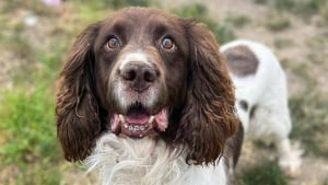 Illustration : Un petit chien maltraité et en manque d’amour recherche désormais des adoptants attentionnés