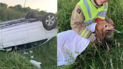 Illustration : Les pompiers s'attendaient au pire en secourant un chien victime d'un tonneau en voiture