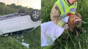 Illustration : Les pompiers s'attendaient au pire en secourant un chien victime d'un tonneau en voiture