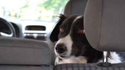 Illustration : Par 2 fois, il laisse son chien dans sa voiture garée en plein soleil et va s'amuser dans un parc d'attractions