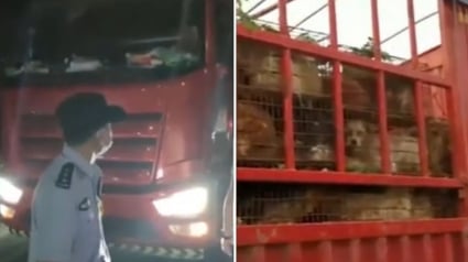 Illustration : Des militants, aidés de la police, interceptent un camion transportant près de 400 chiens vers le festival de Yulin