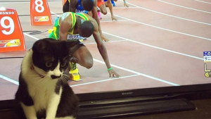 Illustration : 20 photos de chats qui ont agi de manière inattendue et hilarante