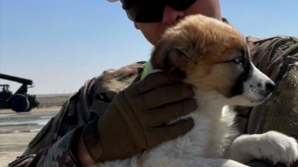 Illustration : Ce soldat américain souhaite un cadeau peu commun pour la fête des Pères : ramener chez lui son chiot secouru en zone de combat 