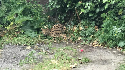 Illustration : Les résidents de Tourcoing ont appelé les pompiers après avoir vu un mini-léopard, mais il s’agissait de tout autre chose