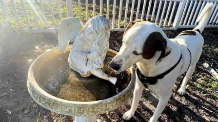 Illustration : Un chien sourd se voit offrir une seconde chance par un homme atteint du même handicap