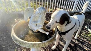 Illustration : "Un chien sourd se voit offrir une seconde chance par un homme atteint du même handicap"