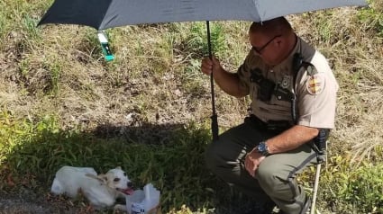 Illustration : Un policier protège un chien errant du soleil avec un parapluie en attendant de pouvoir l'emmener au refuge