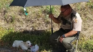 Illustration : Un policier protège un chien errant du soleil avec un parapluie en attendant de pouvoir l'emmener au refuge