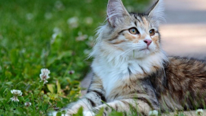 Illustration : 10 grandes races de chat qui ont la réputation d'être très câlins