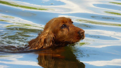 Illustration : La propriétaire d'un chien ayant frôlé la noyade espère retrouver le joggeur qui l'a sauvé