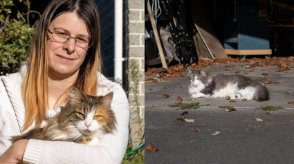 Illustration : Véritables cleptomanes, ce chat et sa soeur étoffent sans cesse leur butin malgré la vigilance de leur maîtresse