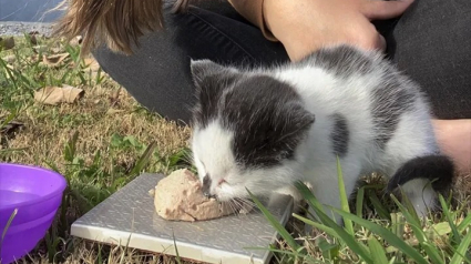 Illustration : Un chaton sauvage en piteux état se réfugie dans le garage de son bon samaritain puis opère une belle transformation