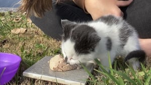 Illustration : "Un chaton sauvage en piteux état se réfugie dans le garage de son bon samaritain puis opère une belle transformation"