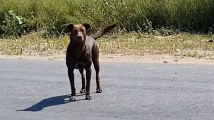 Illustration : La vidéo émouvante du sauvetage d’un Labrador Retriever errant dans les rues de Roumanie