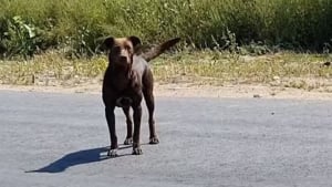 Illustration : La vidéo émouvante du sauvetage d’un Labrador Retriever errant dans les rues de Roumanie