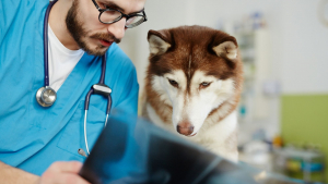 Illustration : Journée de l'arthrose : Hill's Pet Nutrition et Zoetis vous encouragent à faire diagnostiquer votre chien pour améliorer sa qualité de vie